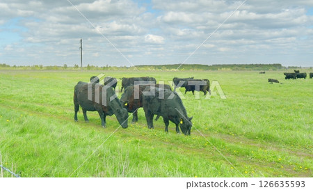 Grazing Cattle in a Lush Green Pasture Under a Beautiful Bright Blue Sky on a Lovely Day 126635593