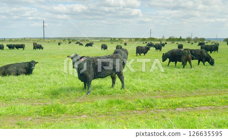 A Beautiful and Glorious Pasture Filled with Black Cows Grazing in a Lush Green Field 126635595