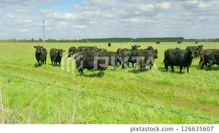 Grazing livestock can be found on lush green pastures that are often picturesque and inviting Grazing livestock can be found on lush green pastures that are often picturesque and inviting 126635607