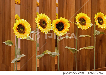 Sunflowers on wooden fence 126635767