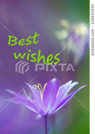 Purple flower in soft focus on blurred background, best wishes card Purple flower in soft focus on blurred background, best wishes card 126635810
