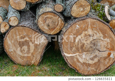 Pile of cut firewood logs and chopped tree trunks, seasoning heating fuel. High quality photo Pile of cut firewood logs and chopped tree trunks, seasoning heating fuel. High quality photo 126635811