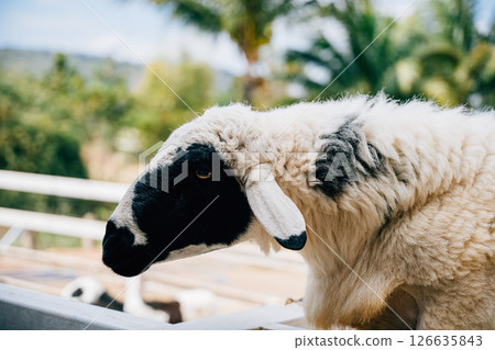 In an English meadow a cute sheep gazes forward. This portrait of a livestock ewe captures the tranquility of nature and the serene beauty of farm animals. 126635843