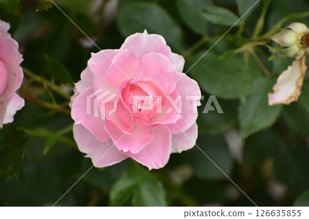 Gorgeous pink spring roses 126635855
