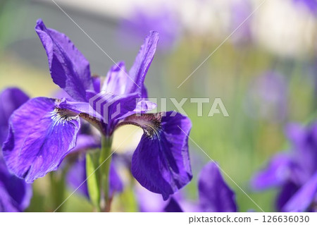 初夏:盛開的美麗紫色鳶尾花 初夏:盛開的美麗紫色鳶尾花 126636030