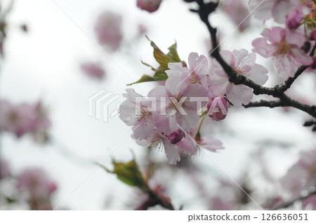 Cherry Blossoms	 126636051