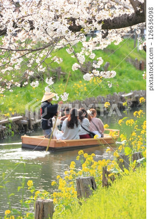 Honorable cherry blossoms along the Shingashi River in Kawagoe City, Saitama Prefecture 126636098