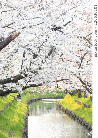 埼玉縣川越市新石川沿岸的櫻花 126636101