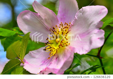 Large flowers of the Japanese rose at Himonho in Tanzawa 126636120