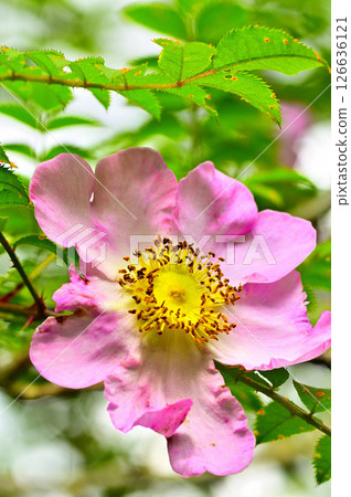 丹澤火門湖的日本玫瑰花開得盛大 126636121