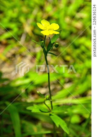 Mount Takasashi in the Tanzawa Mountains: Umanoashigata 126636134