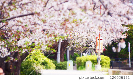 Cherry blossom trees starting to fall 126636151