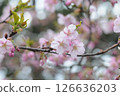 Cherry Blossoms	 126636203