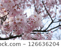 Cherry Blossoms	 126636204
