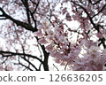 Cherry Blossoms	 126636205