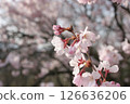 Cherry Blossoms	 126636206