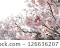 Cherry Blossoms	 126636207