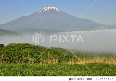 夏季的富士山在丹澤明神山清晨的薄霧中漂浮 126636347