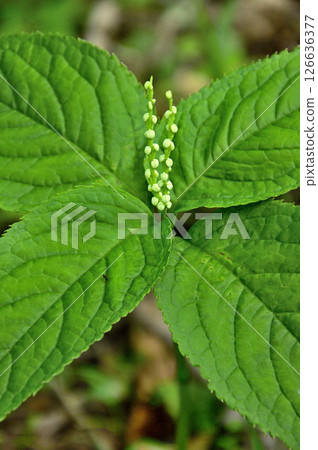 丹澤的鐵皮之頭(明神山)-二靜香 丹澤的鐵皮之頭(明神山)-二靜香 126636377