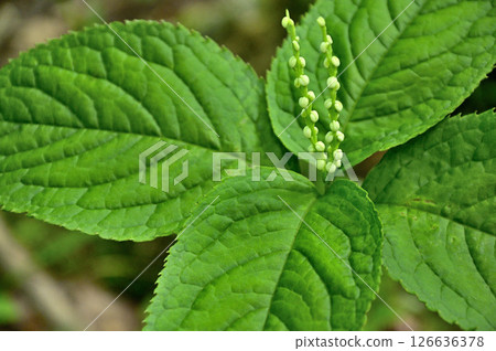 丹澤的鐵皮之頭（明神山）-二靜香 126636378