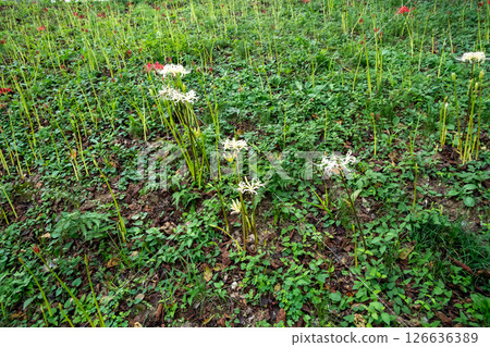 White cluster amaryllis 126636389