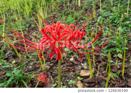 red spider lily red spider lily 126636390