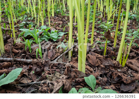 A cluster amaryllis stem A cluster amaryllis stem 126636391