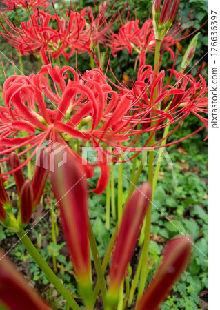 red spider lily 126636397