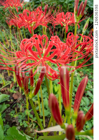 red spider lily red spider lily 126636398