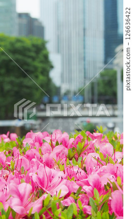 Azaleas in full bloom decorating the business district 126636422