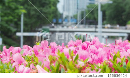 Azaleas in full bloom decorating the business district 126636424