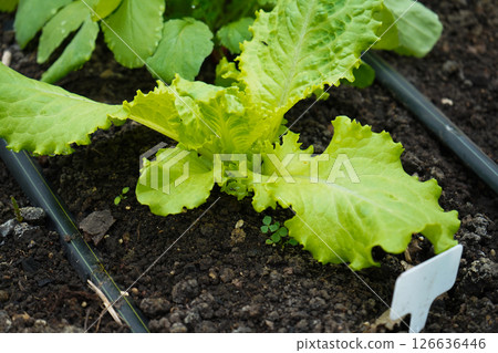 Green lettuce leaves in the vegetable field. Gardening background with green salad plants in the ground. Bio vegetables, organic farming concept. 126636446