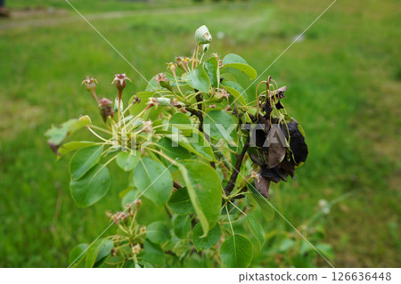 Diseases of fruit trees. Bacterial burn of a pear. Parasites of the pear tree. 126636448