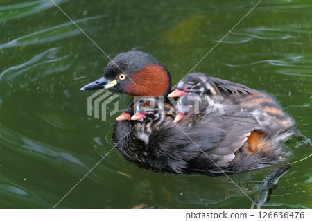 A mother and baby grebe returning to their nest A mother and baby grebe returning to their nest 126636476