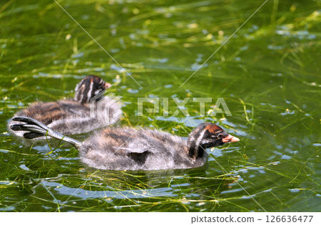 Little Grebe baby growing 126636477