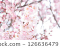 Cherry Blossoms	 126636479