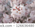 Cherry Blossoms	 126636480