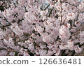 Cherry Blossoms	 126636481