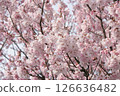Cherry Blossoms	 126636482