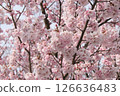 Cherry Blossoms	 126636483