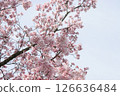 Cherry Blossoms	 126636484