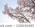Cherry Blossoms	 126636485