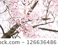 Cherry Blossoms	 126636486