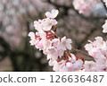 Cherry Blossoms	 126636487