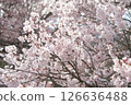 Cherry Blossoms	 126636488