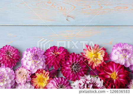 White, red, pink and purple dahlia flowers on blue wooden background with space for text. Summer romantic background. Flat lay. Nature concept 126636583