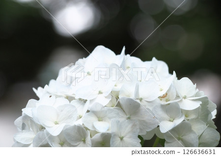 白色繡球花 白色繡球花 126636631
