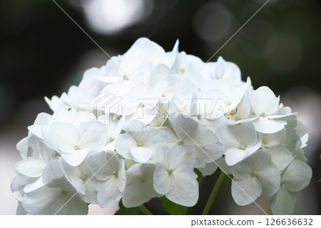 白色繡球花 白色繡球花 126636632