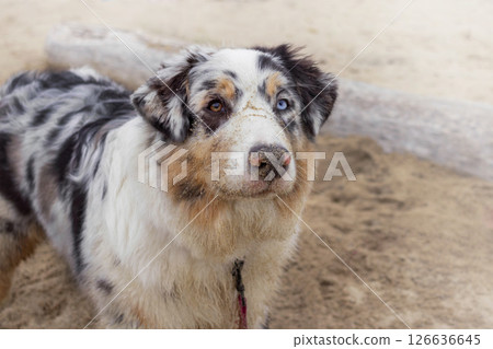 Aussie Australian Shepherd dog in blue marble color and different eye color. Dog stands on beach, nose in sand. Copy space place 126636645
