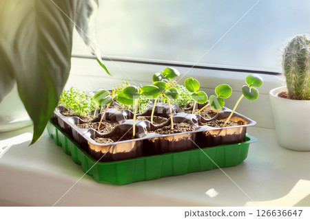 Seedlings grow, flowers on the windowsill. Sprouts planted in peat pills. Window view and young plants Seedlings grow, flowers on the windowsill. Sprouts planted in peat pills. Window view and young plants 126636647